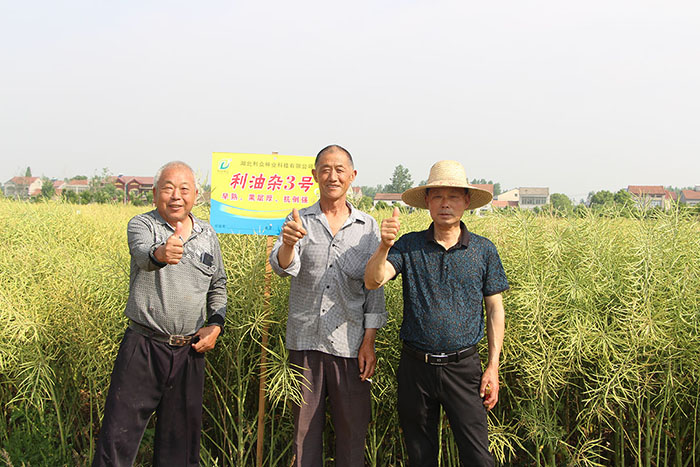 利油雜3號(hào)